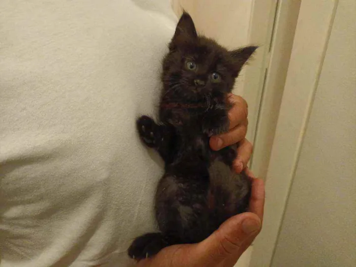 Gato raça Srd idade Abaixo de 2 meses nome Sem nome