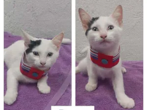 Gato raça SRD idade 2 a 6 meses nome BORYS