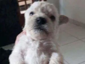 Cachorro raça SRD  idade Abaixo de 2 meses nome Lindos bbs