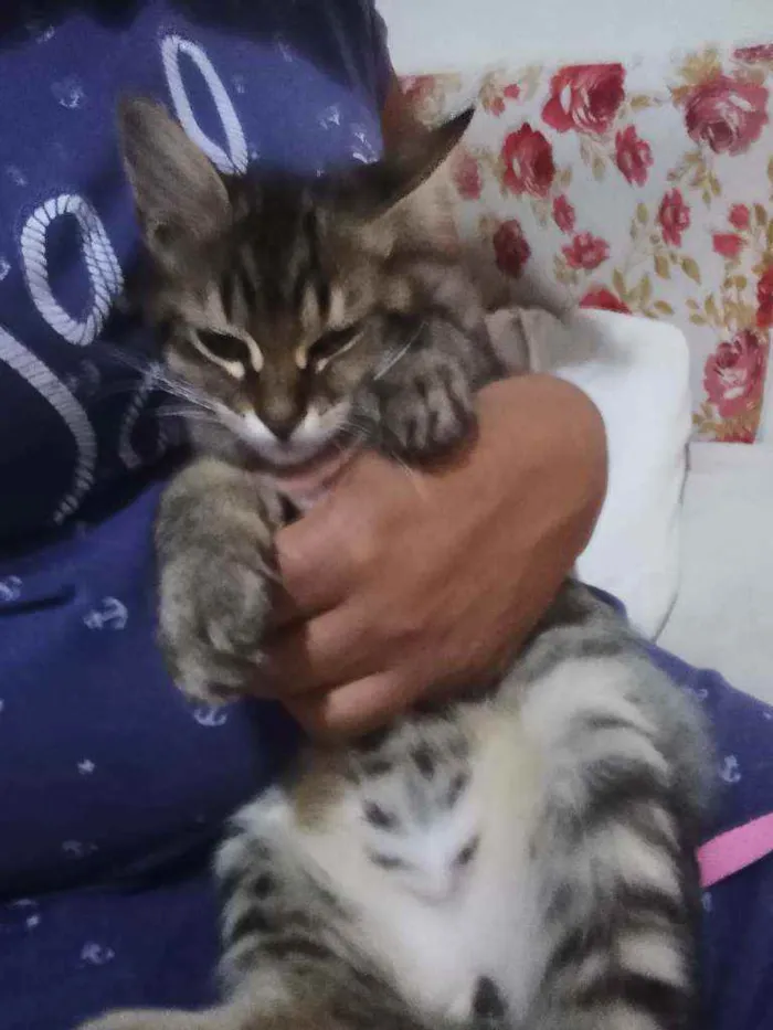 Gato ra a Felina idade 2 a 6 meses nome Tigrinho