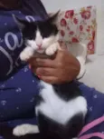 Frajolinha