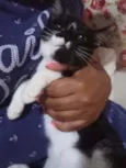 Bela
