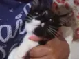 Bela