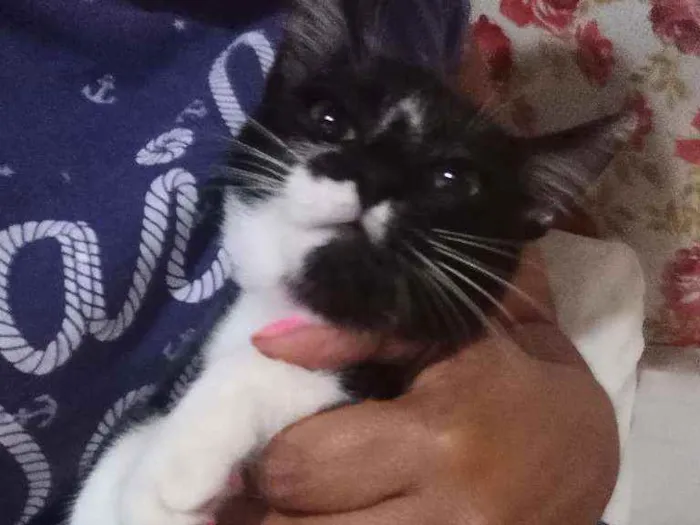 Gato ra a Felina idade 2 a 6 meses nome Bela