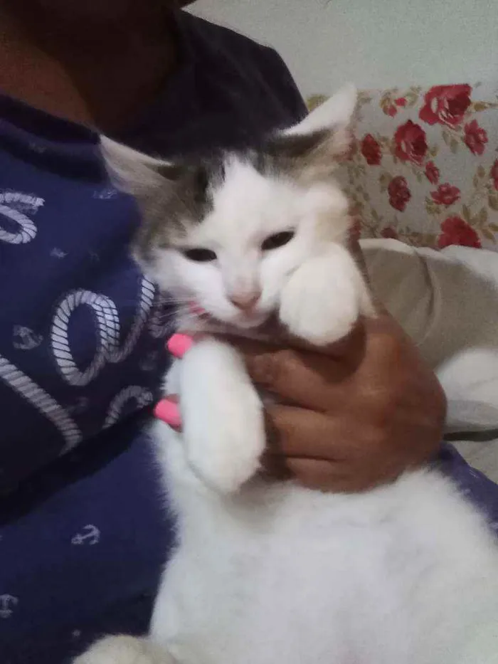 Gato ra a Felino idade 2 a 6 meses nome Nhonho