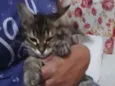 Tigrinho