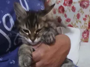 Gato raça Felina idade 2 a 6 meses nome Tigrinho