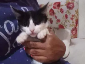 Gato raça Felina idade 2 a 6 meses nome Frajolinha