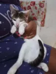 Docinho