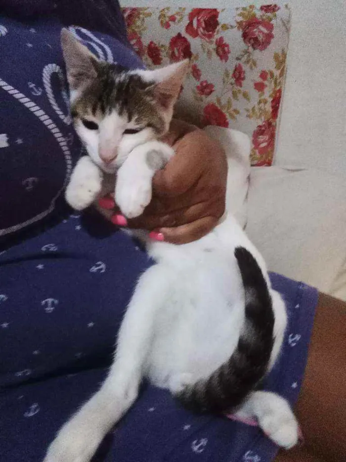 Gato ra a Felino idade 2 a 6 meses nome Docinho