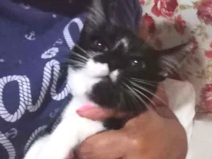 Gato raça Felina idade 2 a 6 meses nome Bela