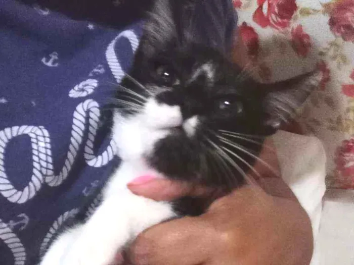 Gato ra a Felina idade 2 a 6 meses nome Bela