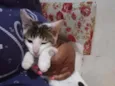 Docinho