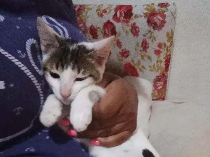 Gato ra a Felino idade 2 a 6 meses nome Docinho