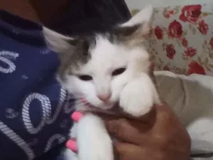 Gato raça Felino idade 2 a 6 meses nome Nhonho
