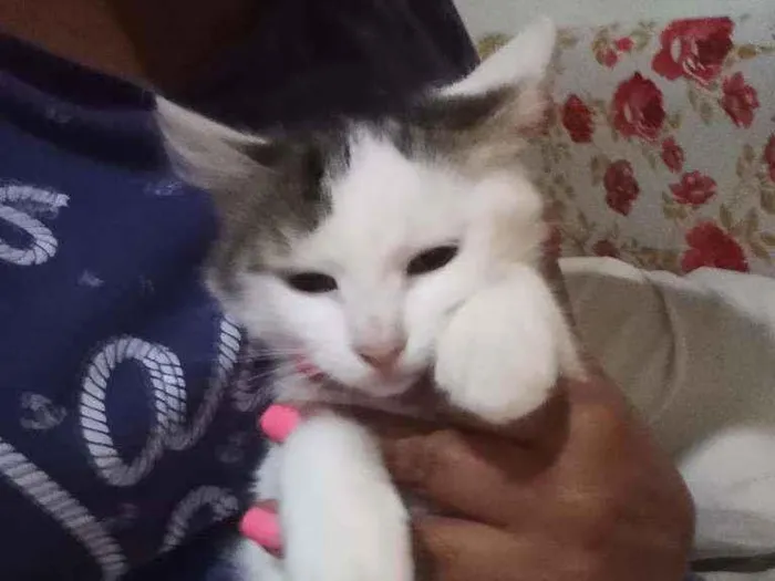 Gato ra a Felino idade 2 a 6 meses nome Nhonho