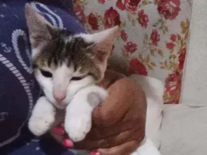 Gato raça Felino idade 2 a 6 meses nome Docinho