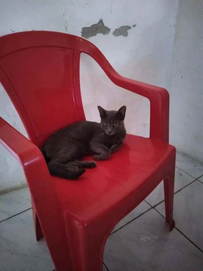Gato raça não definida idade 1 ano nome Lua