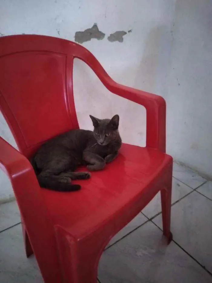 Gato raça não definida idade 1 ano nome Lua