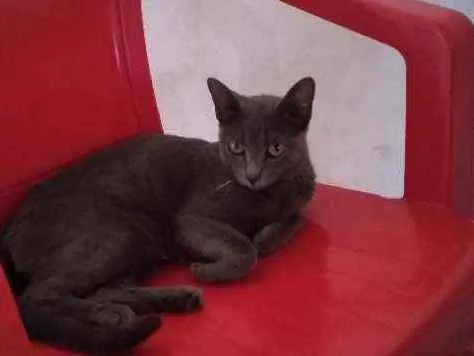 Gato raça não definida idade 1 ano nome Lua