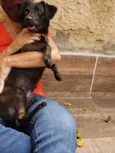 Cachorro raça SRD idade 2 anos nome Ameixa 