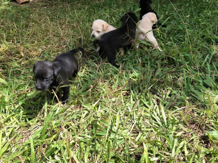 Cachorro ra a Sem  idade Abaixo de 2 meses nome Filhotes