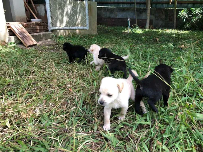 Cachorro ra a Sem  idade Abaixo de 2 meses nome Filhotes