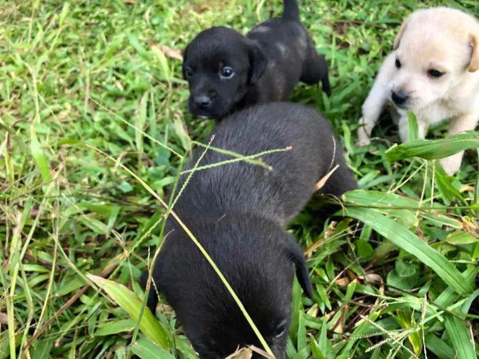 Cachorro ra a Sem  idade Abaixo de 2 meses nome Filhotes
