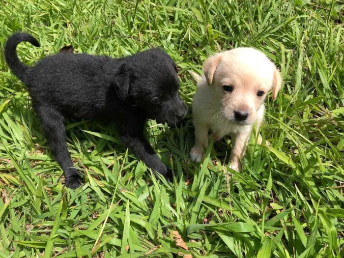 Cachorro ra a Sem  idade Abaixo de 2 meses nome Filhotes
