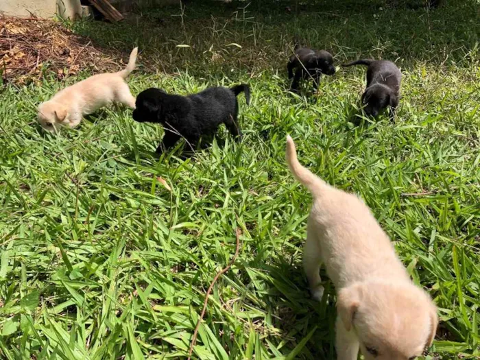 Cachorro ra a Sem  idade Abaixo de 2 meses nome Filhotes