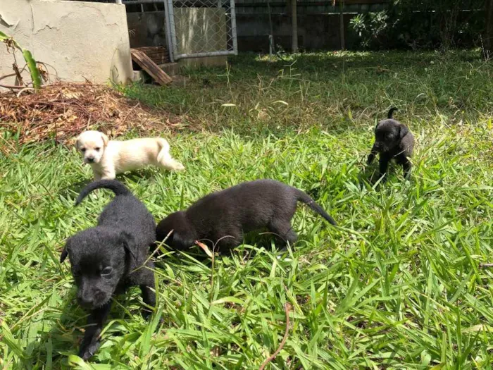 Cachorro ra a Sem  idade Abaixo de 2 meses nome Filhotes