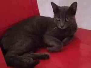 Gato raça não definida idade 1 ano nome Lua
