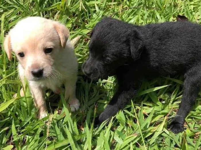 Cachorro ra a Sem  idade Abaixo de 2 meses nome Filhotes