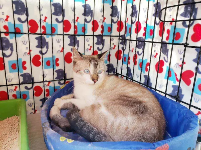 Gato raça Srd  idade 7 a 11 meses nome Bento