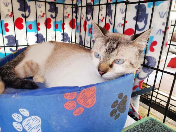 Gato raça Srd  idade 7 a 11 meses nome Bento