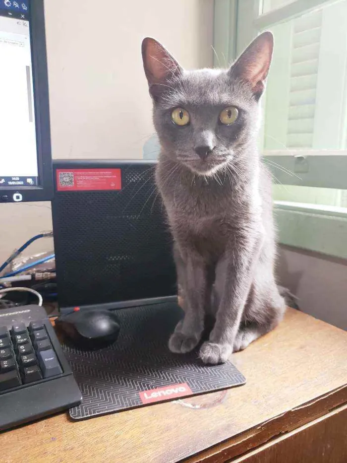 Gato raça Srd  idade 7 a 11 meses nome Charlotte