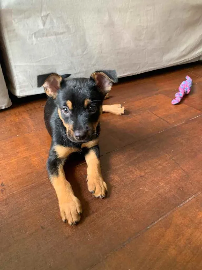 Cachorro ra a Vira-lata  idade 2 a 6 meses nome Godô