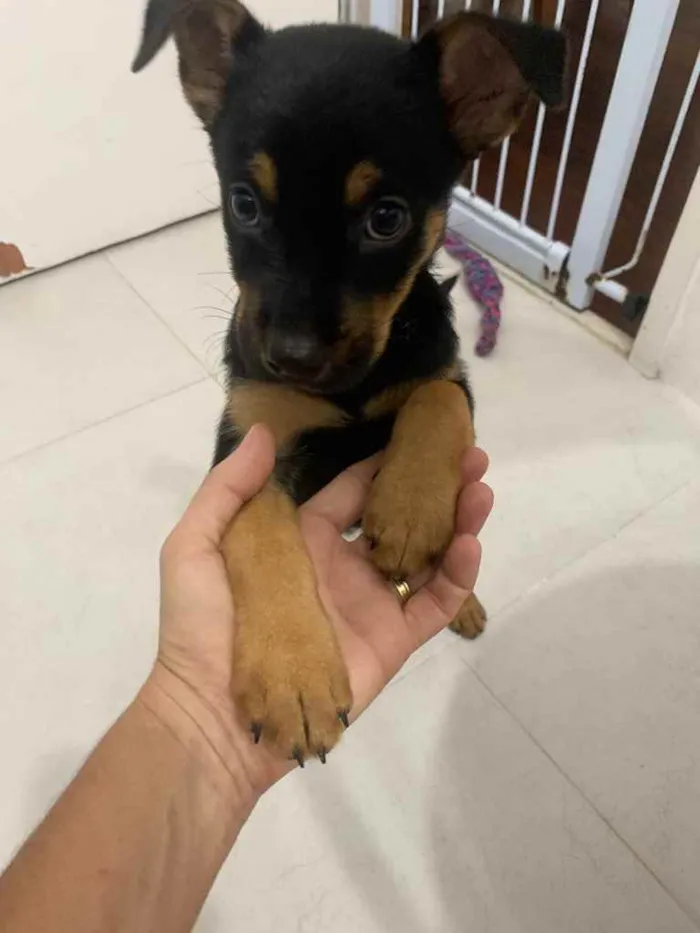 Cachorro ra a Vira-lata  idade 2 a 6 meses nome Godô