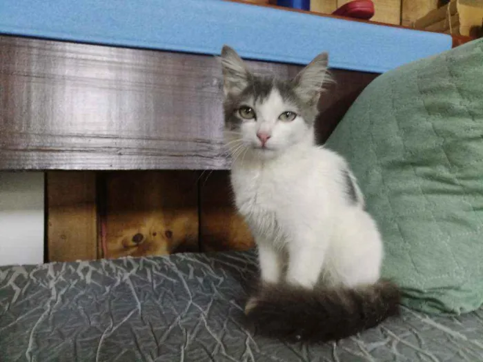 Gato raça Não definida idade 2 a 6 meses nome Sem nome