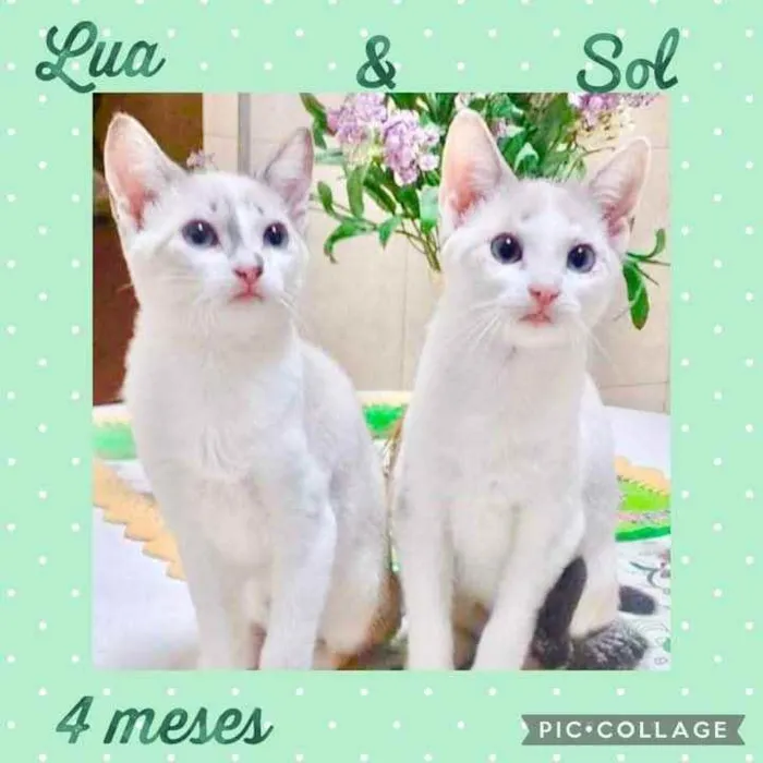 Gato raça Srd idade 2 a 6 meses nome Lua e Sol
