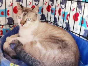 Gato raça Srd  idade 7 a 11 meses nome Bento