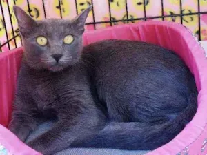 Gato raça Srd  idade 7 a 11 meses nome Charlotte