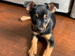 Cachorro raça Vira-lata  idade 2 a 6 meses nome Godô
