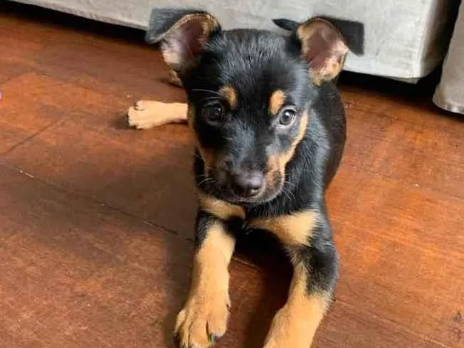 Cachorro ra a Vira-lata  idade 2 a 6 meses nome Godô