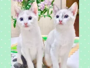 Gato raça Srd idade 2 a 6 meses nome Lua e Sol