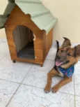 Simba