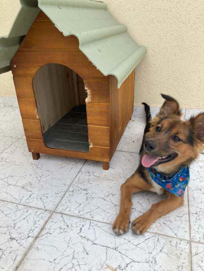 Cachorro ra a Vira lata idade 7 a 11 meses nome Simba