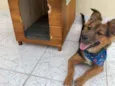 Simba