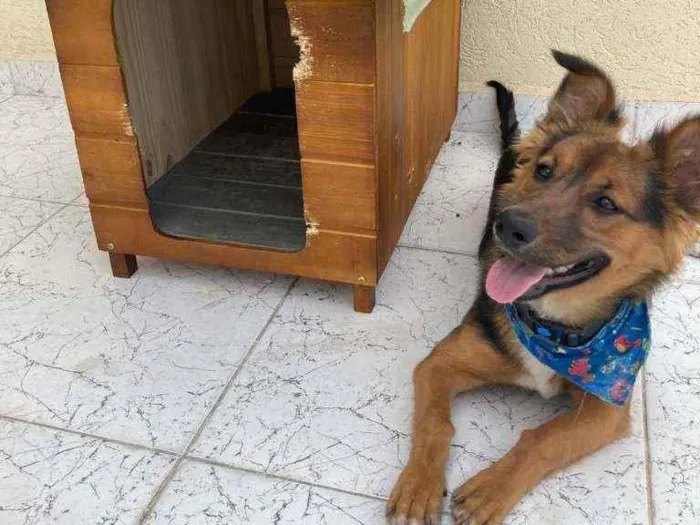 Cachorro ra a Vira lata idade 7 a 11 meses nome Simba