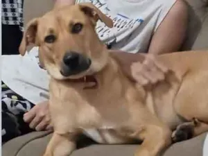 Cachorro raça SRD idade 2 anos nome Kyara